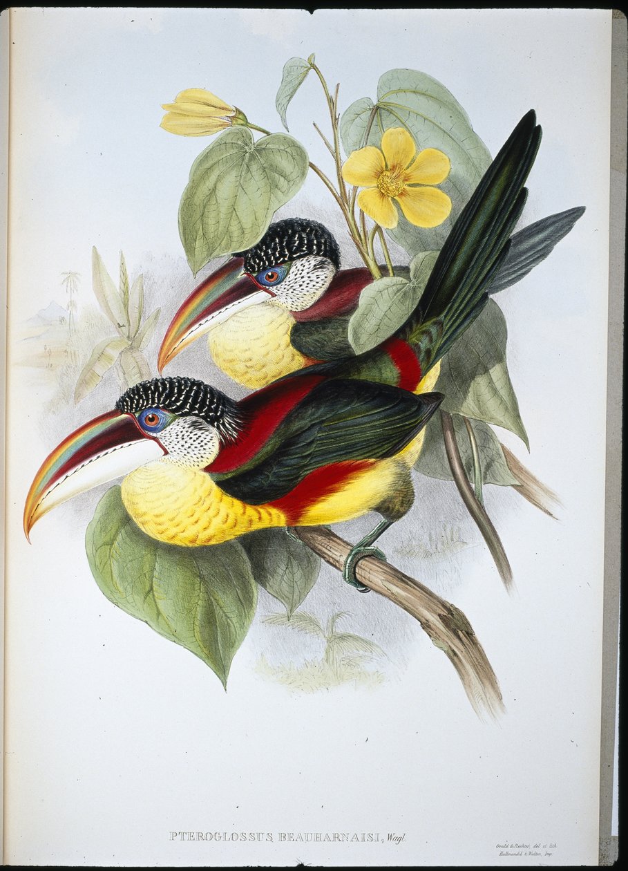 Curl-crested Aracari (Pteroglossus Beauharnaisi) (håndfarvet litho) af John (after) Gould