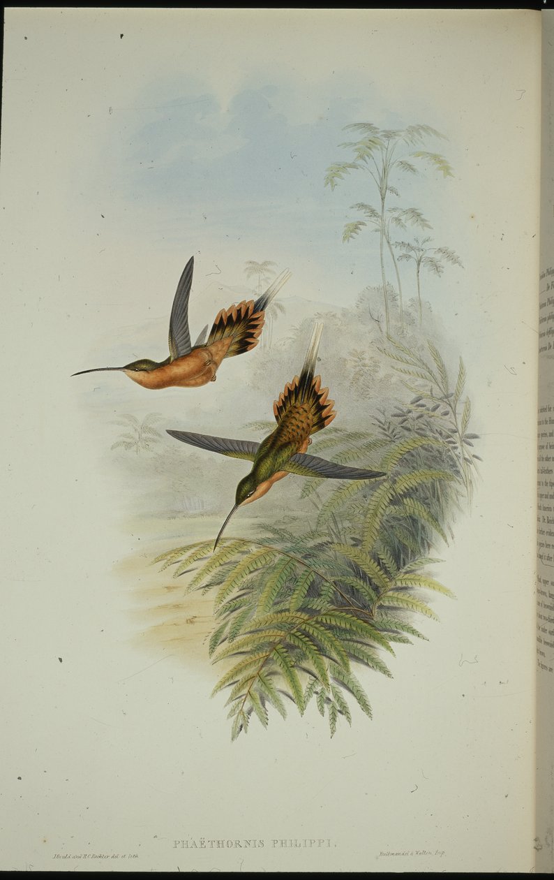 De Fillipis Eremit (Phaethornis Philippi) (håndfarvet litho) af John (after) Gould