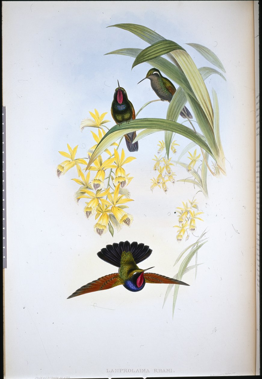 Dr. Rahmass Grant (Lamberlama livmoder) (Handselard Leith) af John (after) Gould