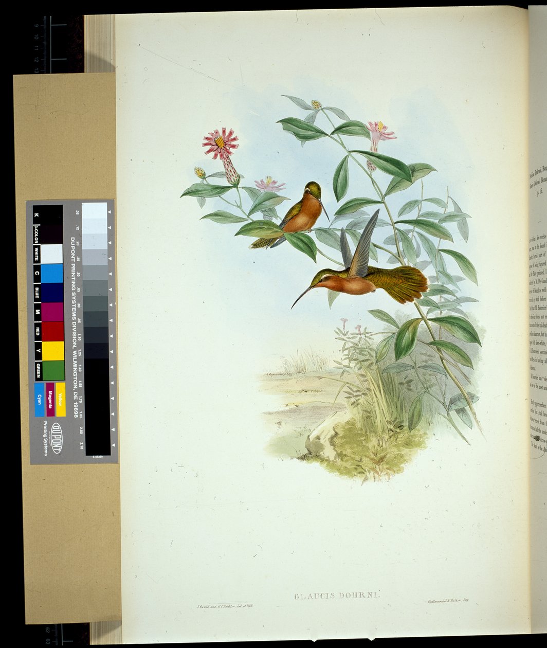 Dohrns eremit (glaucus Dohrni) (håndfarvet litho) af John (after) Gould