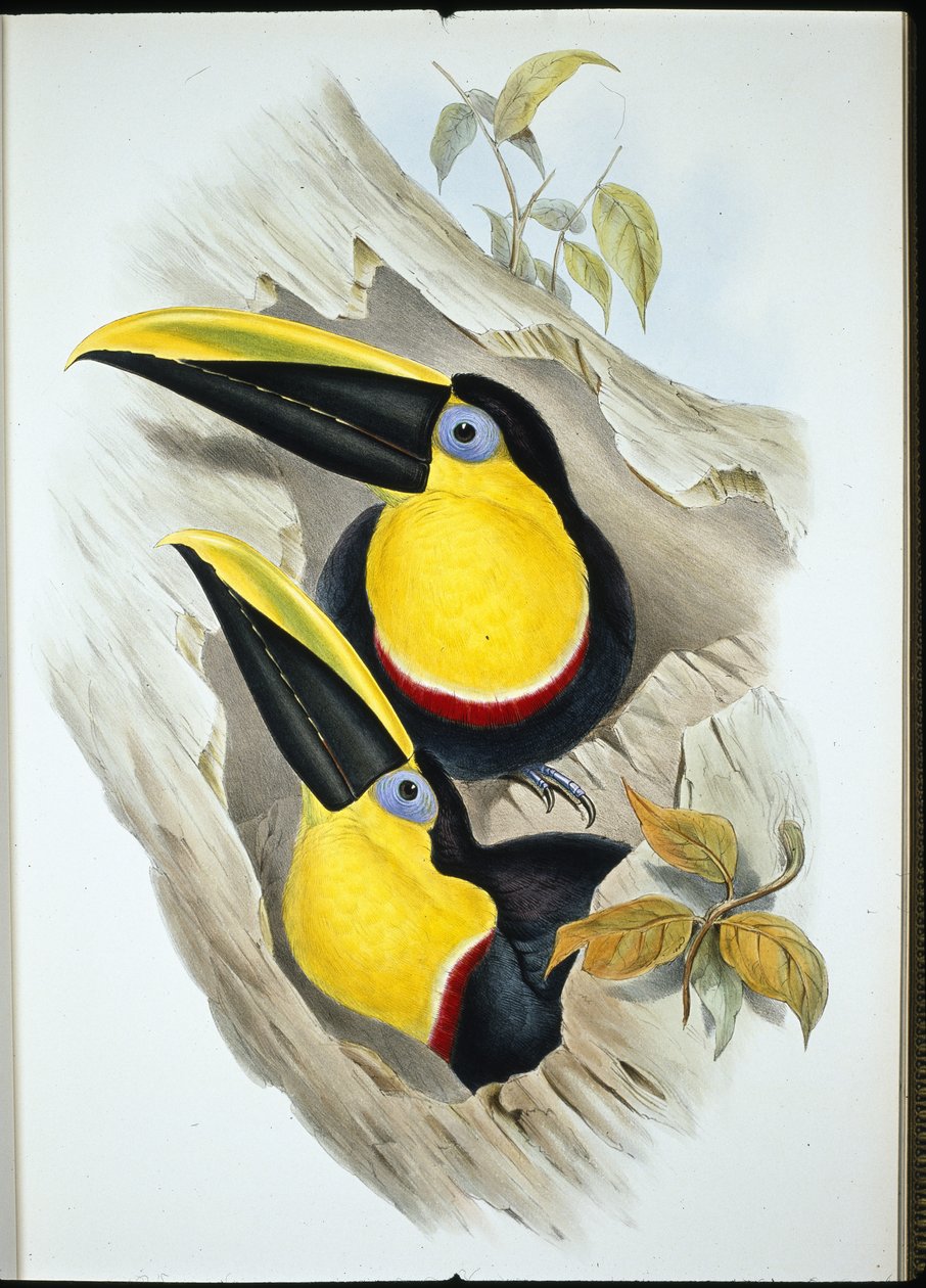 Tvivlsom tukan (Ramphastos Ambiguus) (håndfarvet litho) af John (after) Gould