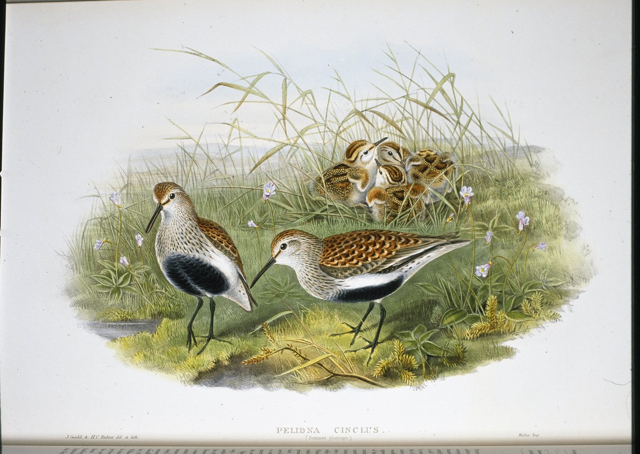 Dunlin (Pelidna Cinclus) (håndfarvet litho) af John (after) Gould