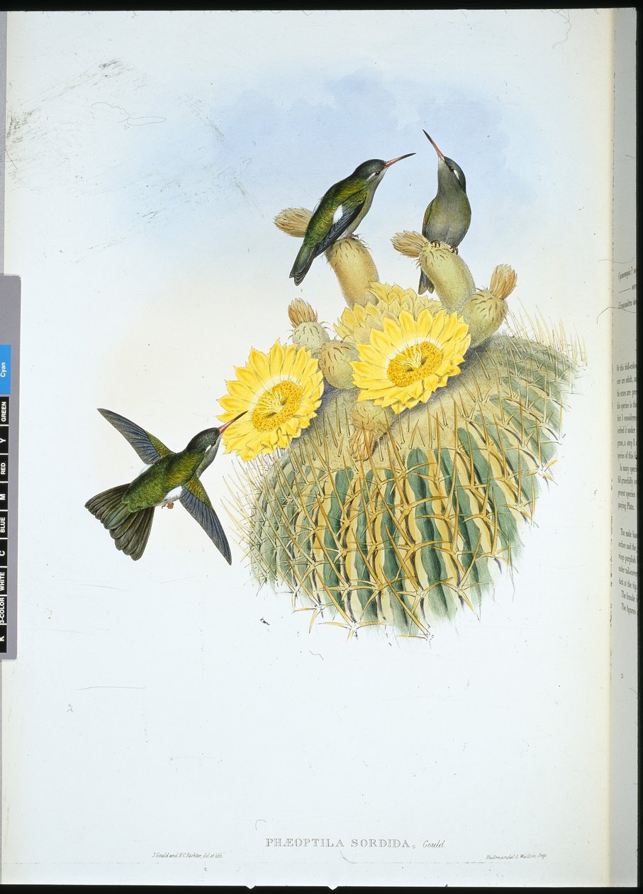 Dusky Humming Bird (Phaeoptila Sordida) (håndfarvet litho) af John (after) Gould
