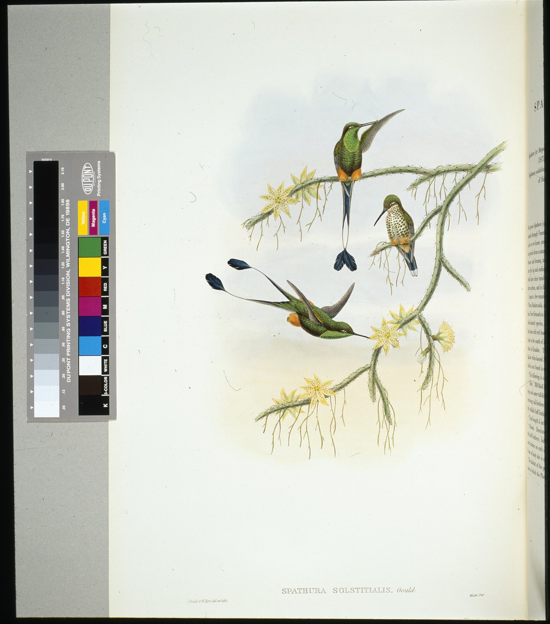 Ecuador Racket-hale (spathura solstitialis) (håndfarvet litho) af John (after) Gould