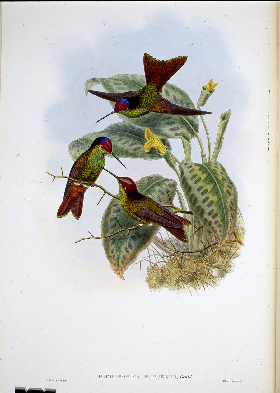 Ecuadoriansk regnbue (Diphagane Hesperus) (håndfarvet litho) af John (after) Gould