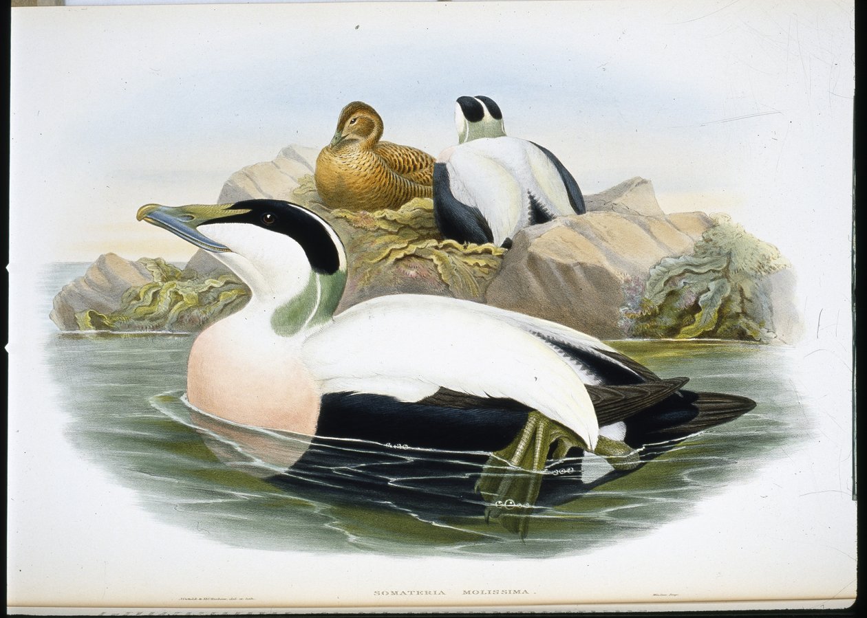 Edderfugl (Somateria Mollissima) (håndfarvet litho) af John (after) Gould