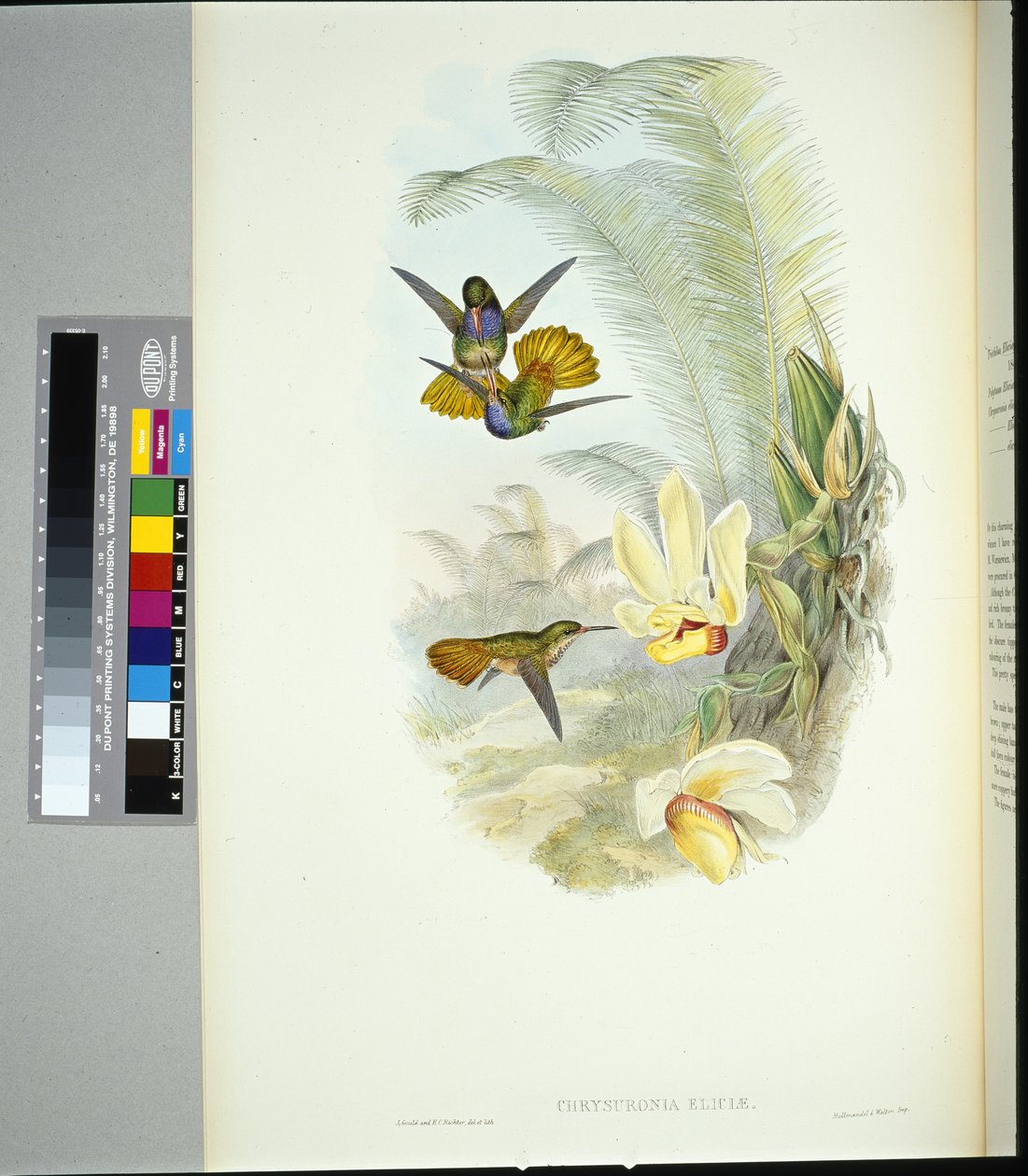 Elicias gyldne hale (chrysuronia eliciae) (håndfarvet litho) af John (after) Gould