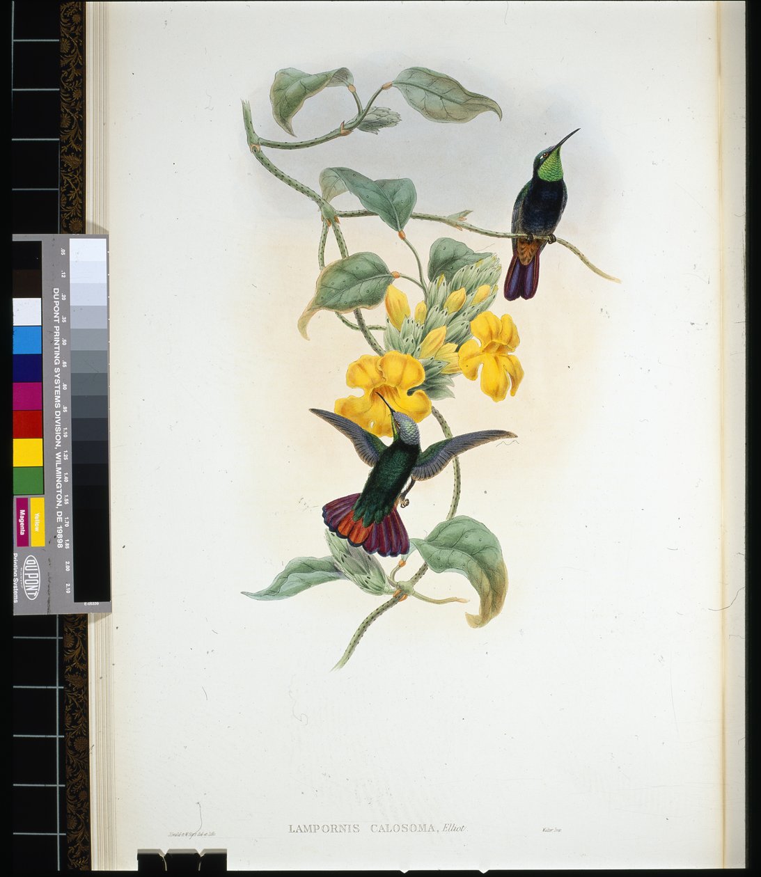 Elliots Topaz lLampornis calosoma) (håndfarvet litho) af John (after) Gould