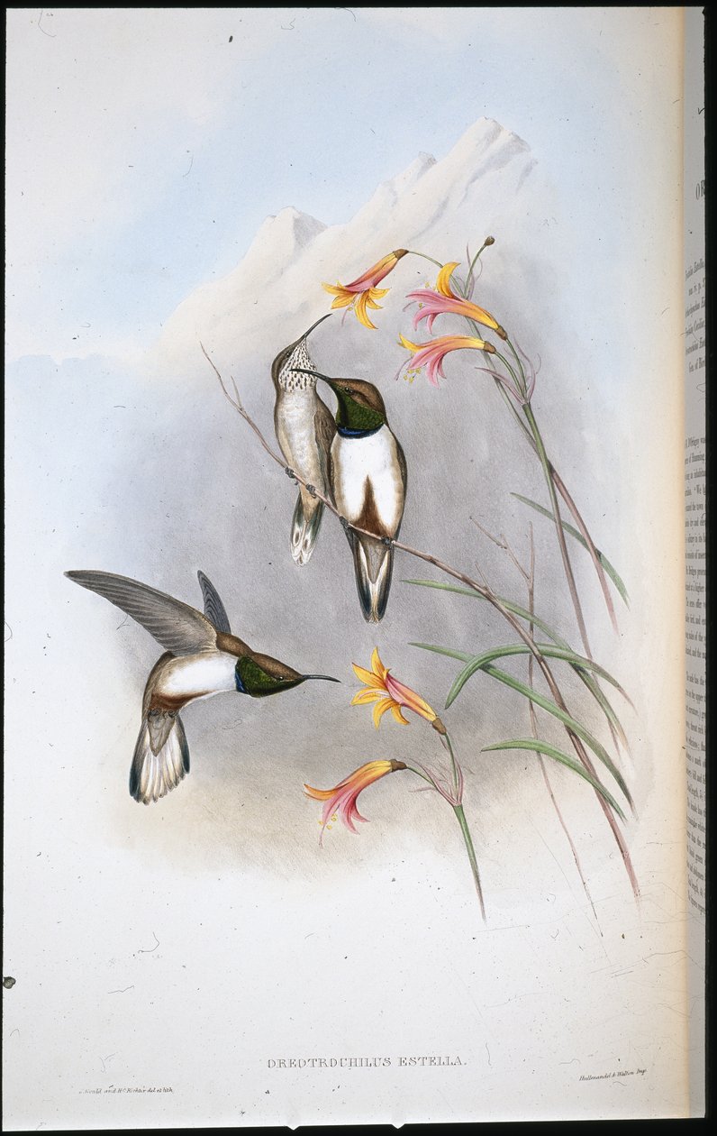 Estellas bakkestjernekolibri (Oreotrochilus Estella) (håndfarvet litho) af John (after) Gould