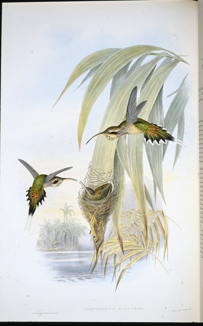 Eurynome Eremit (Phaethornis Eurynome) (håndfarvet litho) af John (after) Gould
