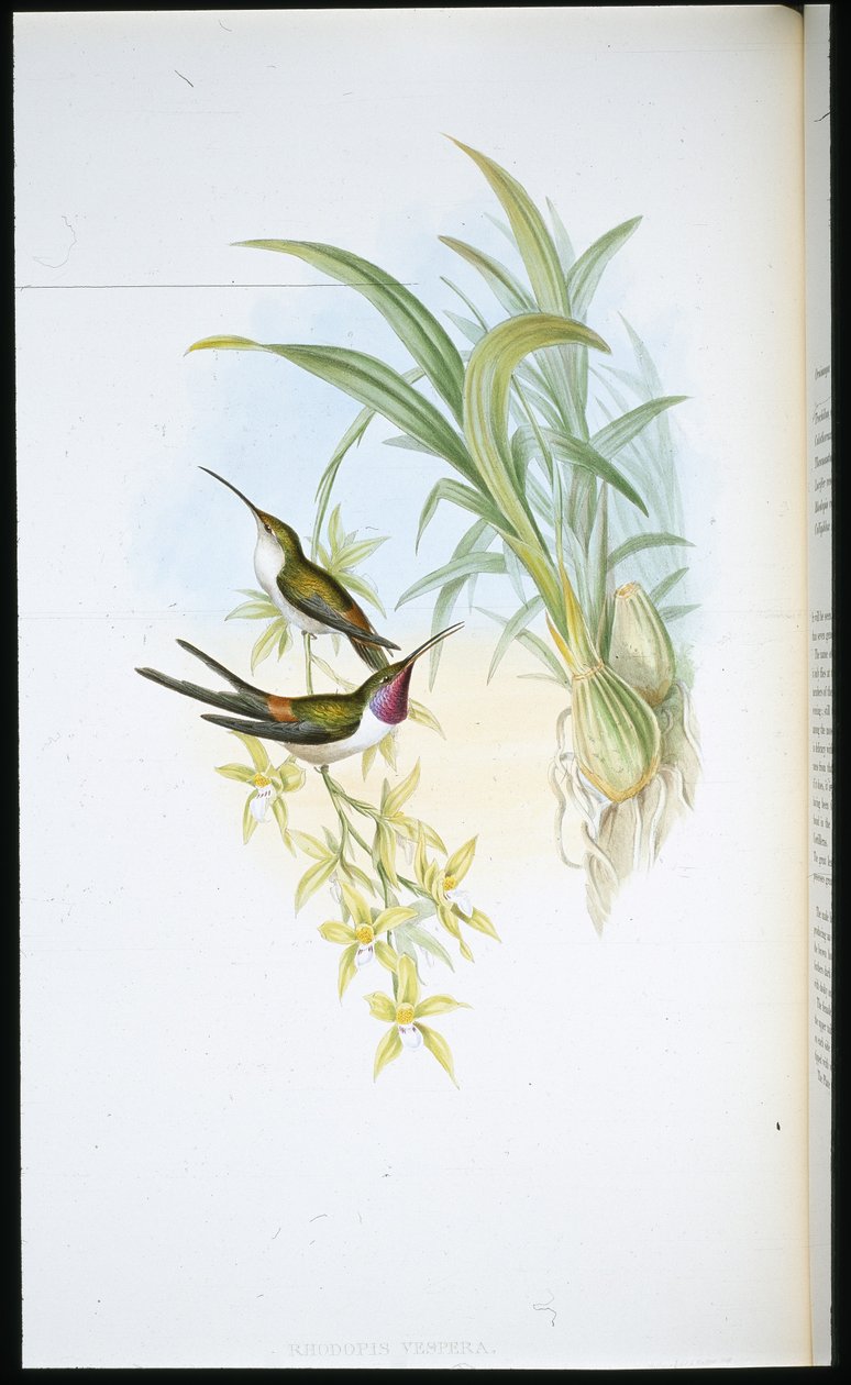 Aftenkolibri (Rhodopis Vespera) (håndfarvet litho) af John (after) Gould