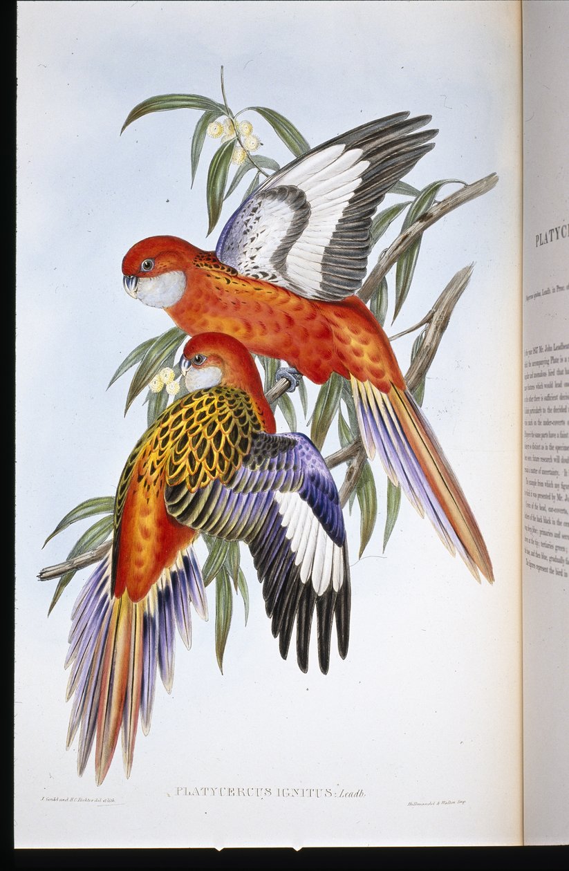 Fiery Parakit (platycercus ignitus) (håndfarvet litho) af John (after) Gould