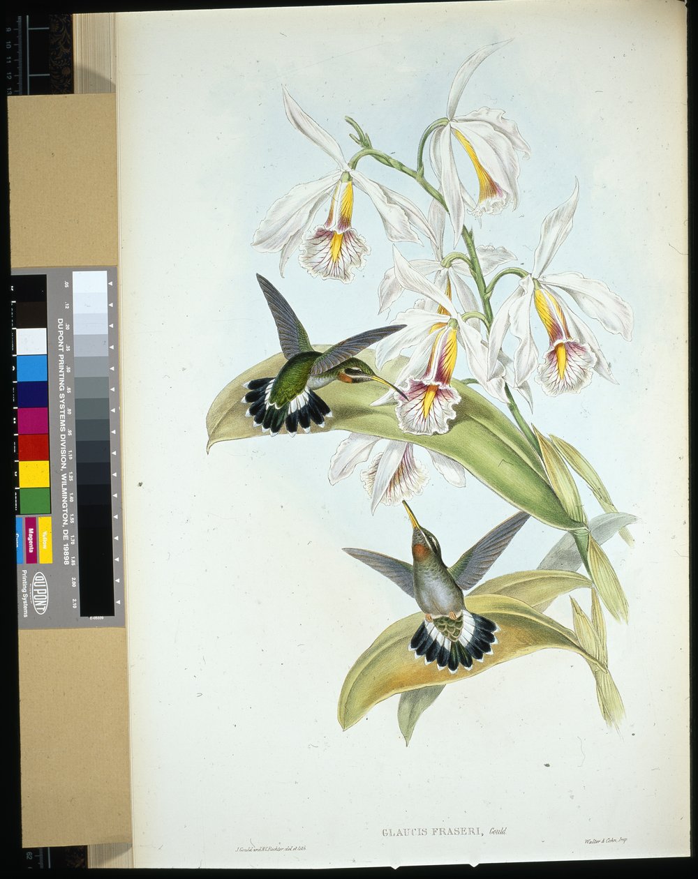 Frasers Eremit (Glaucis Fraseri) (håndfarvet litho) af John (after) Gould
