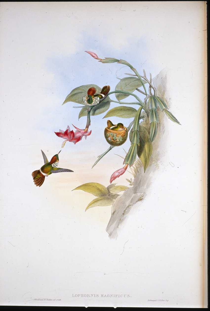 Frilled Coquette (Lophornis Magnificus) af John (after) Gould