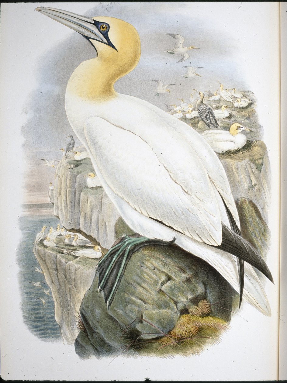Ganet (Sula Bassana) (håndfarvet litho) af John (after) Gould