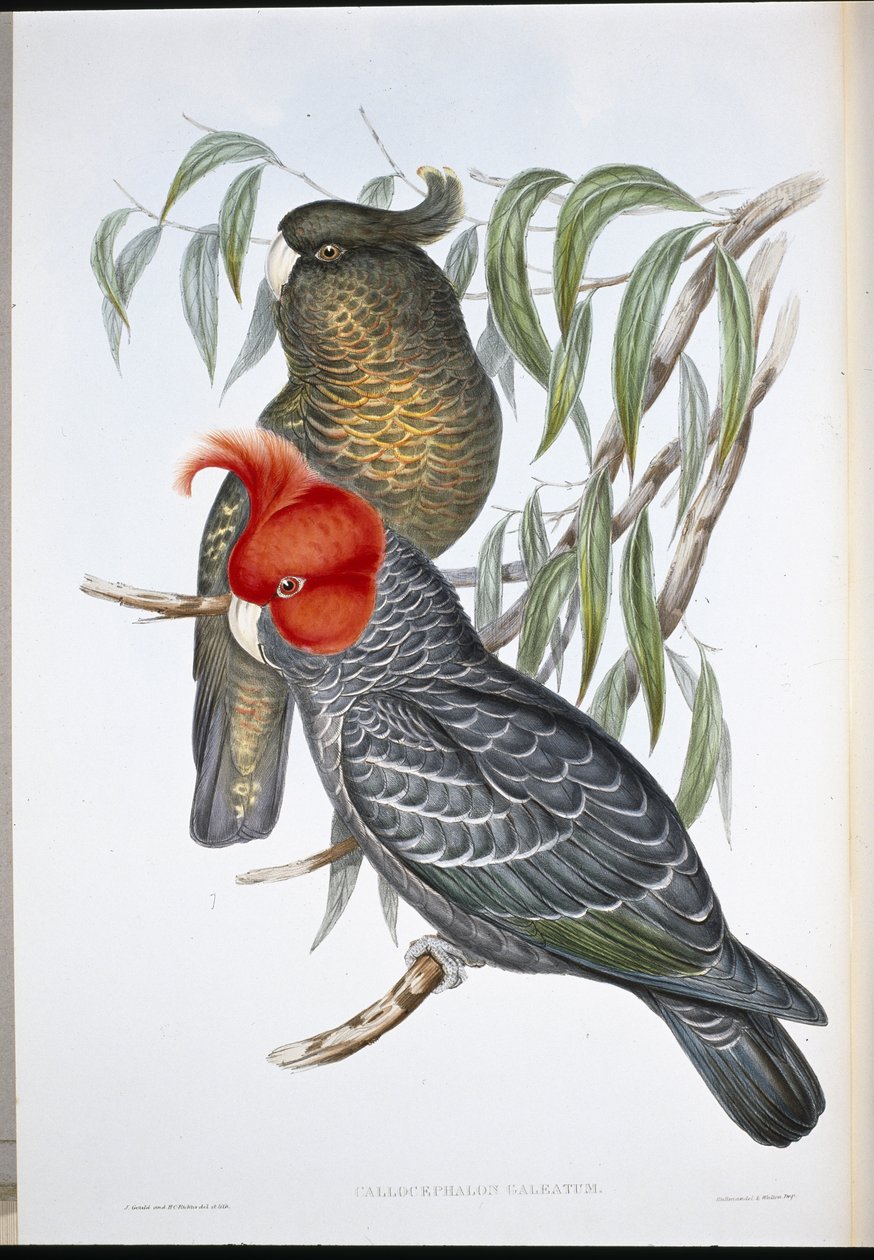 Bande-kakadue (Callocephalon Galeatum) (håndfarvet litho) af John (after) Gould