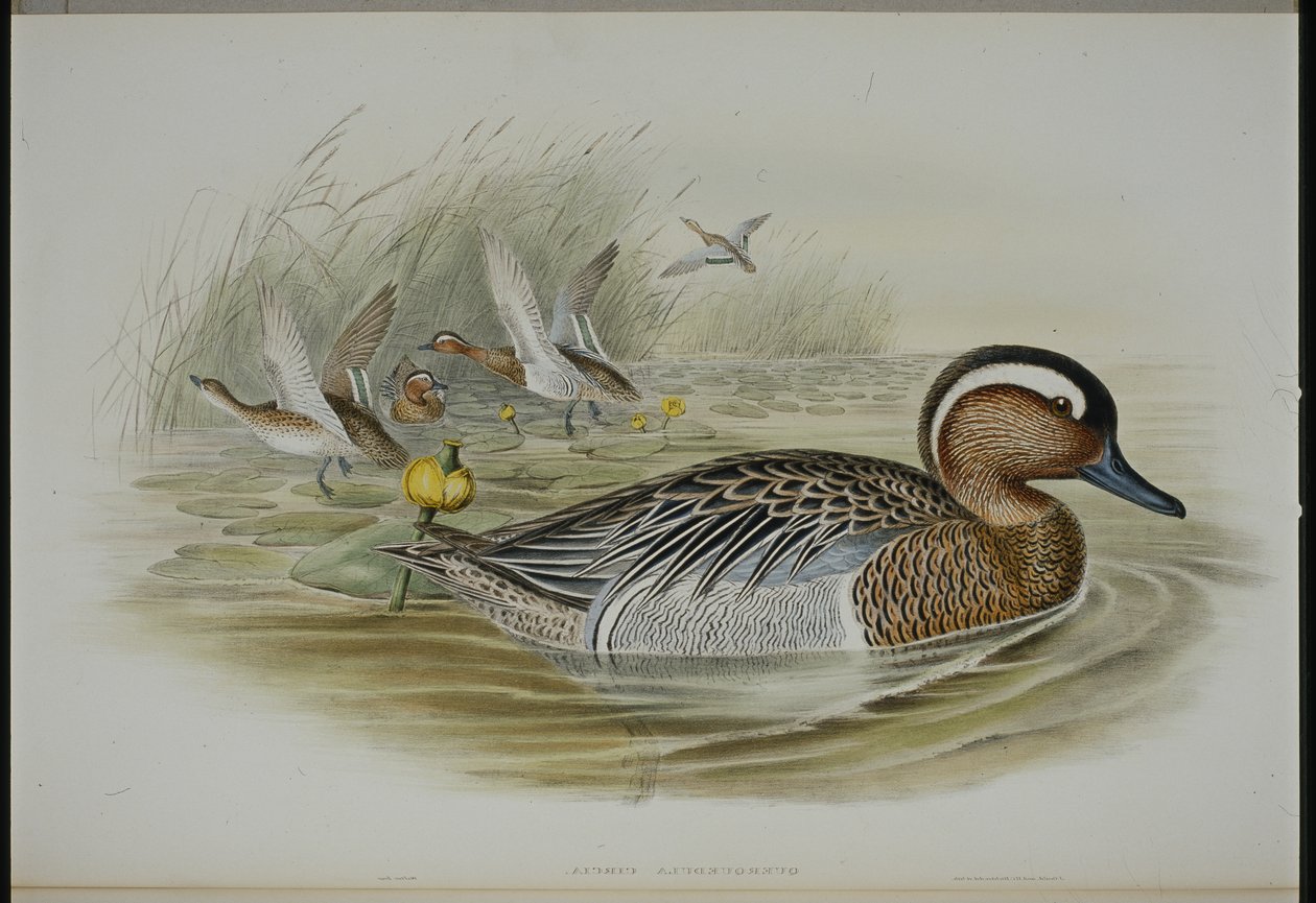 Garganey (Querquedula Circia) (håndfarvet litho) af John (after) Gould