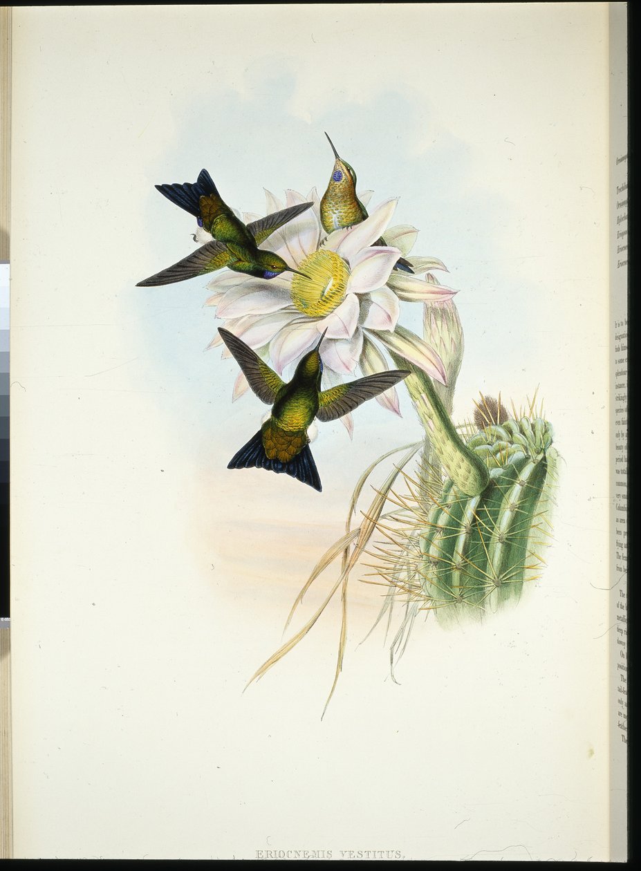Glødende puff-leg (Eriocnemis Dress) (håndfarvet litho) af John (after) Gould