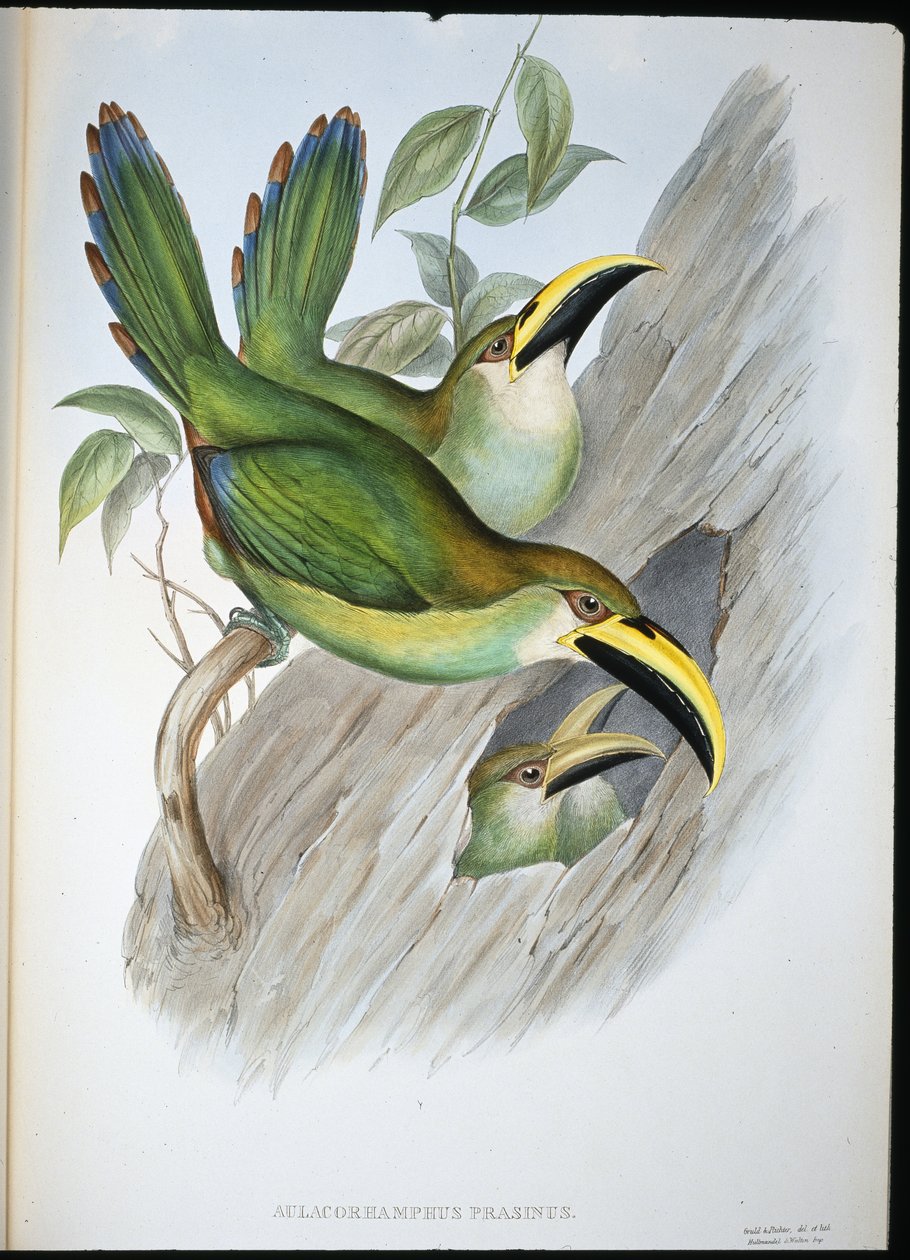 Gyldengrøn Groovebill Toucan (Aulacoramphus Prasinus) (håndfarvet litho) af John (after) Gould