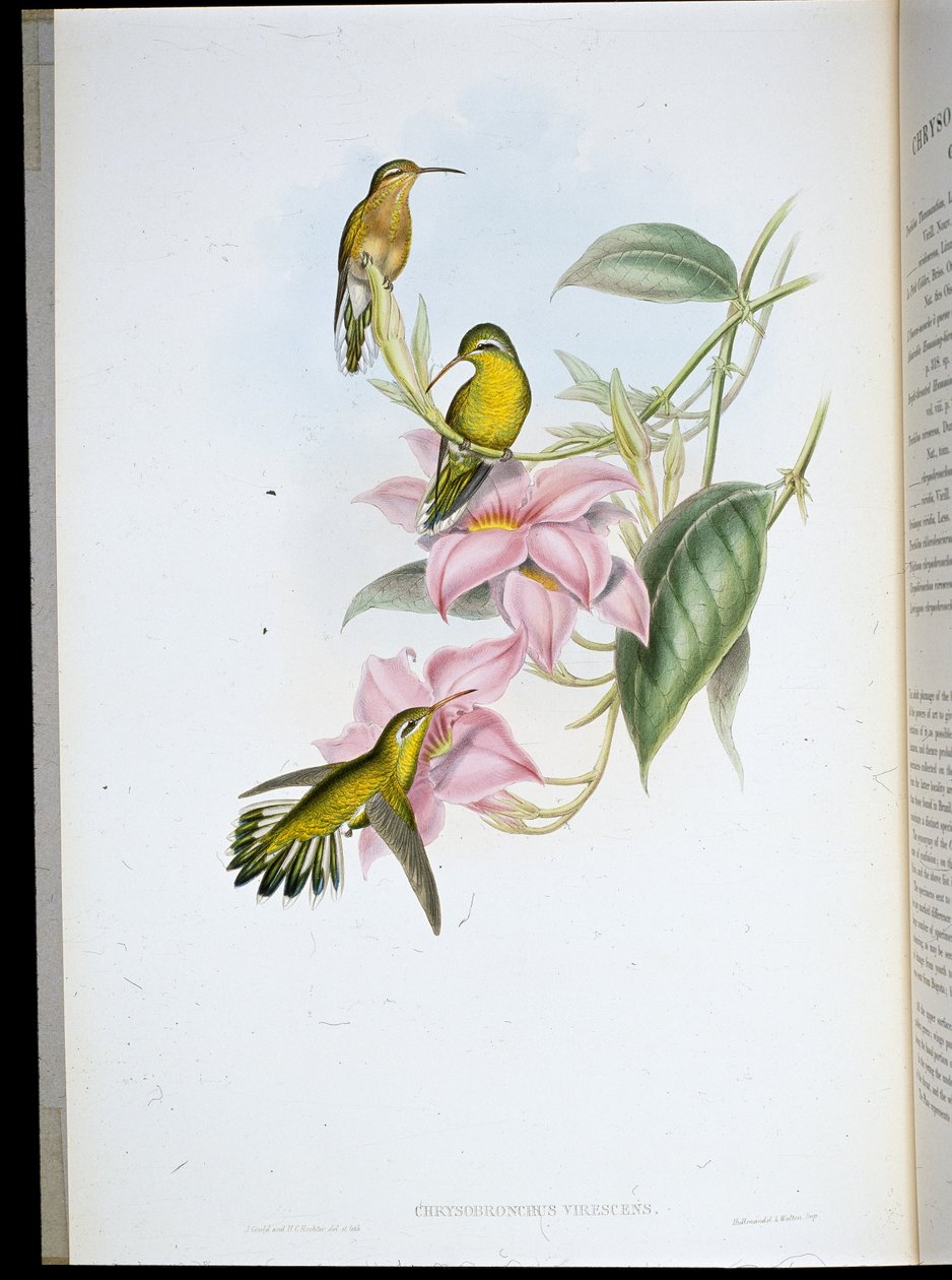 Guldstrubet kolibri (Chryso Bronchus Virescens) (håndfarvet litho) af John (after) Gould