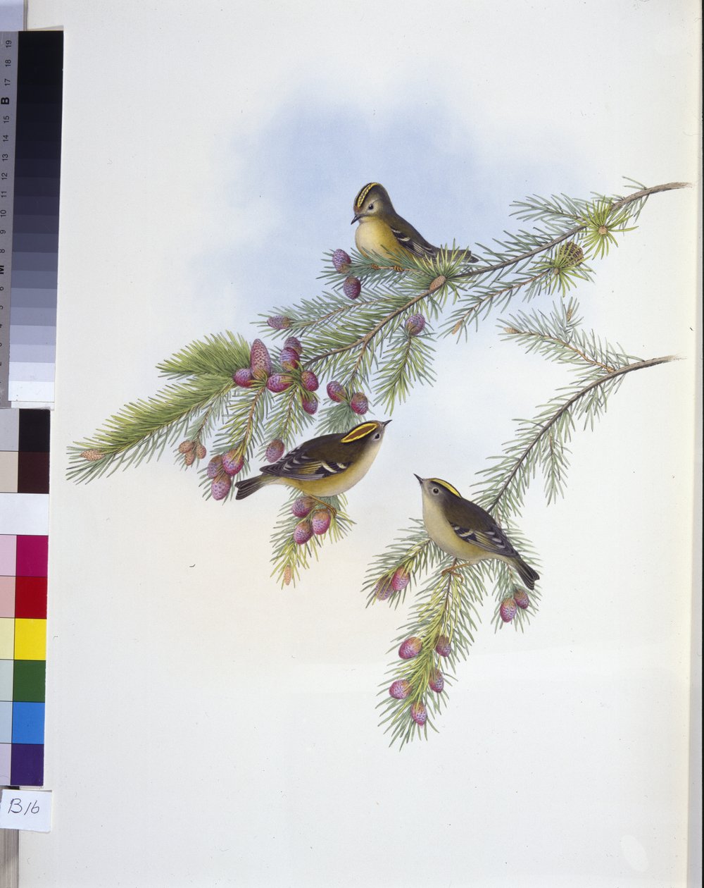 Golden Crested Wren (Regulus Cristatutus) (håndfarvet litho) af John (after) Gould