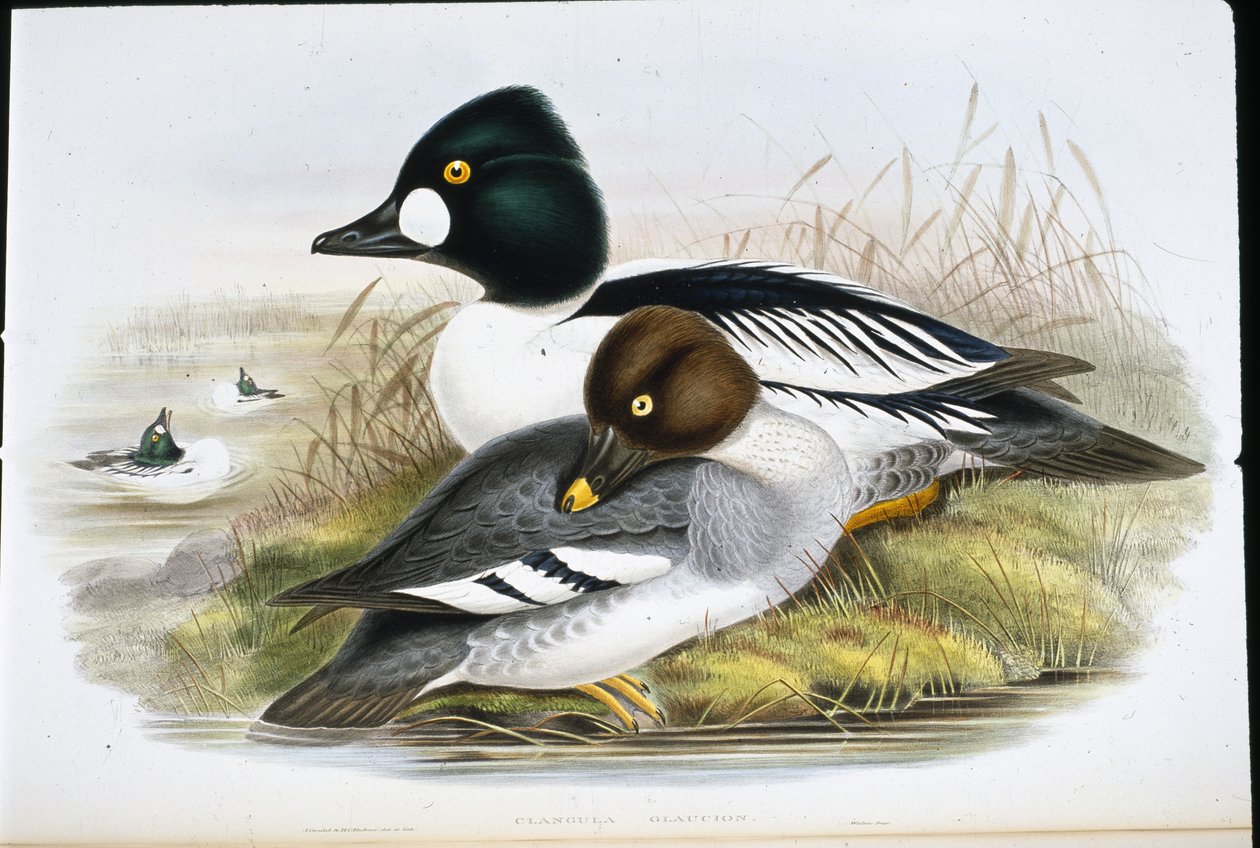 Golden Eye (Clangula Glaucion) (håndfarvet litho) af John (after) Gould