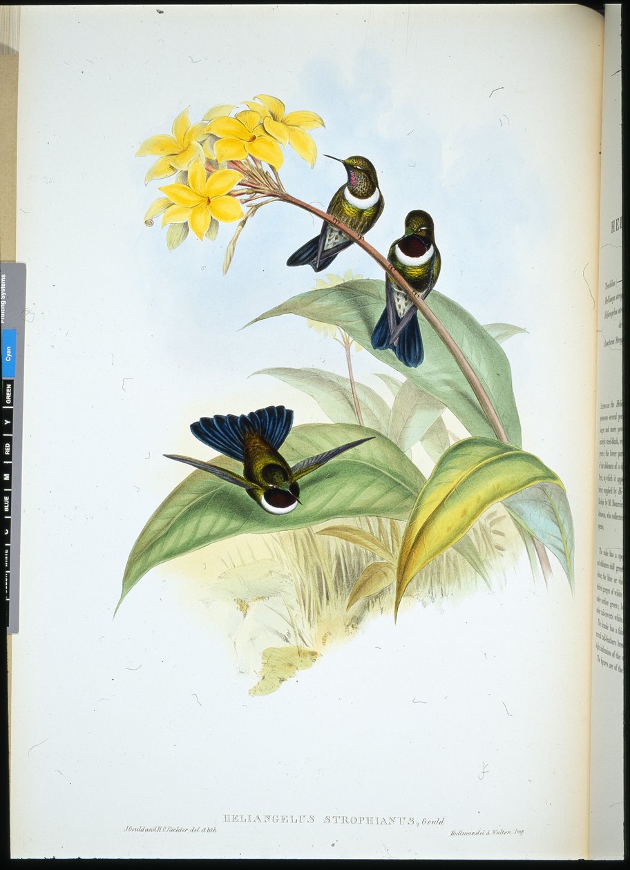 Gorgeted Sun Angel (Heliangelus Strophianus) (håndfarvet litho) af John (after) Gould