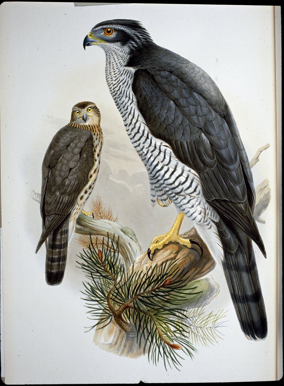 Høge (Astur Palumbarius) (håndkoloreret litografi) af John (after) Gould