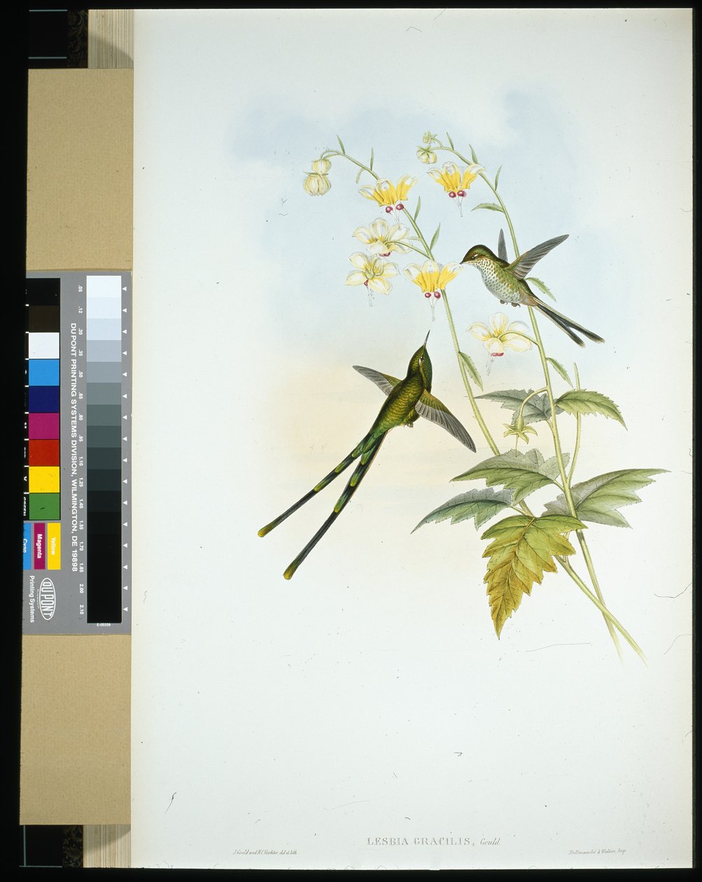 Yndefuld togbærer (lesbia gracilis) (håndfarvet litho) af John (after) Gould
