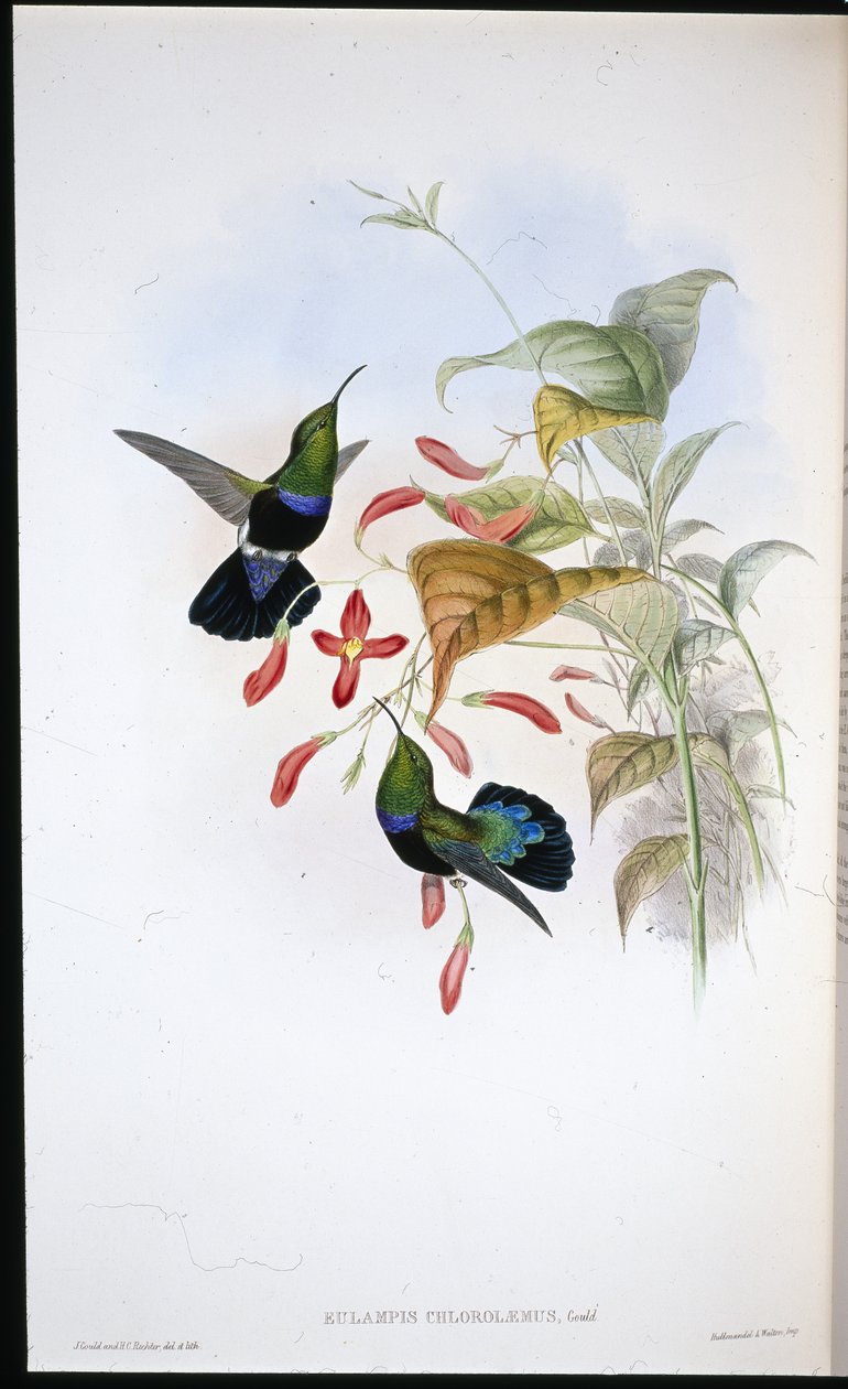 Græsgrønbrynet Carib (Eulampis Chlorolaemus) (håndfarvet litho) af John (after) Gould
