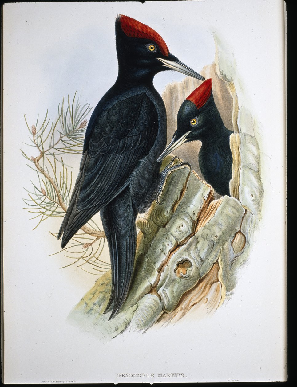 Stor sort spætte (Dryocopus Martius) (håndfarvet litho) af John (after) Gould