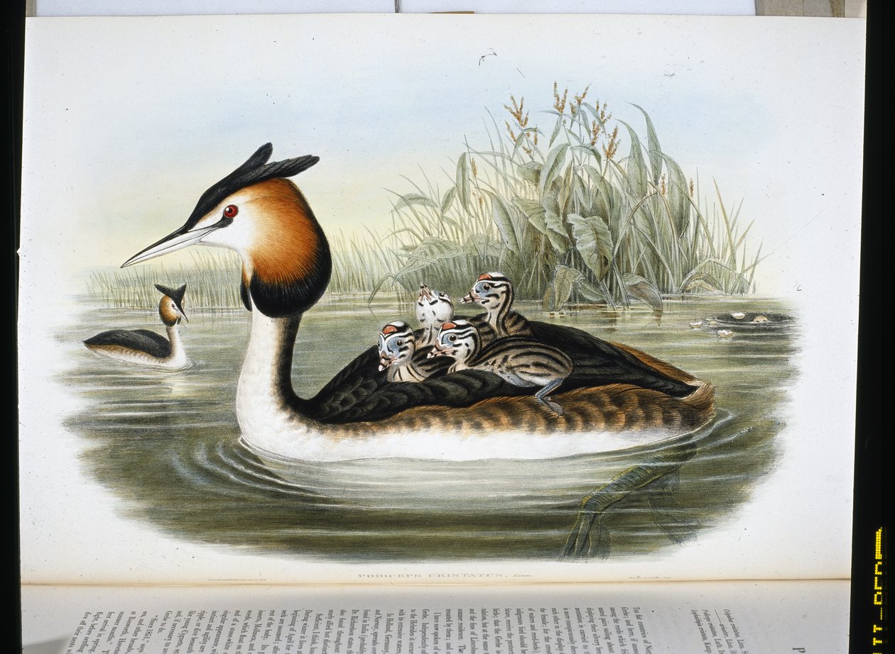 Stor nakkedykker (Podiceps Cristatus) (håndfarvet litho) af John (after) Gould