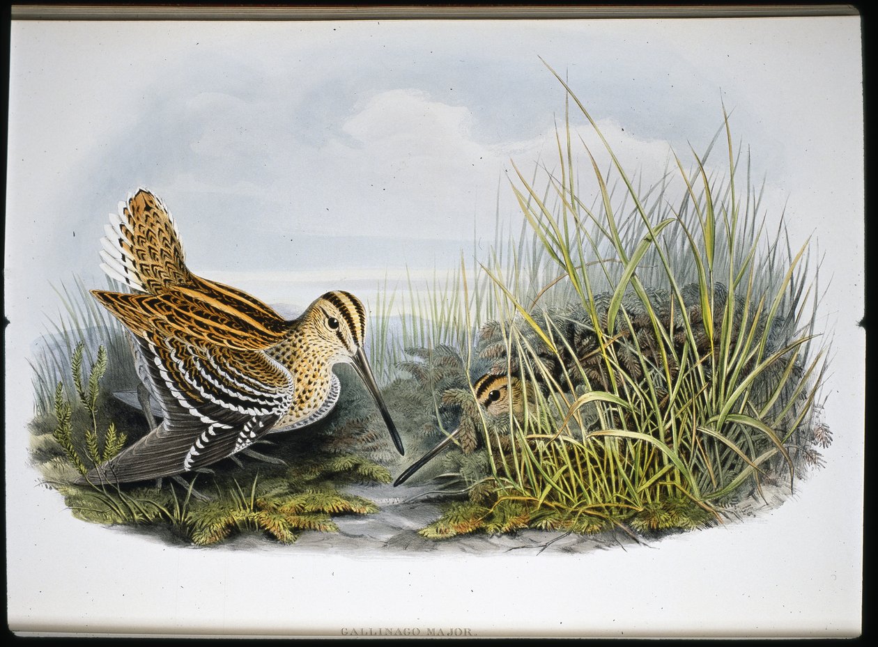 Stor Snipe (Gallinaco Major) (håndfarvet litho) af John (after) Gould