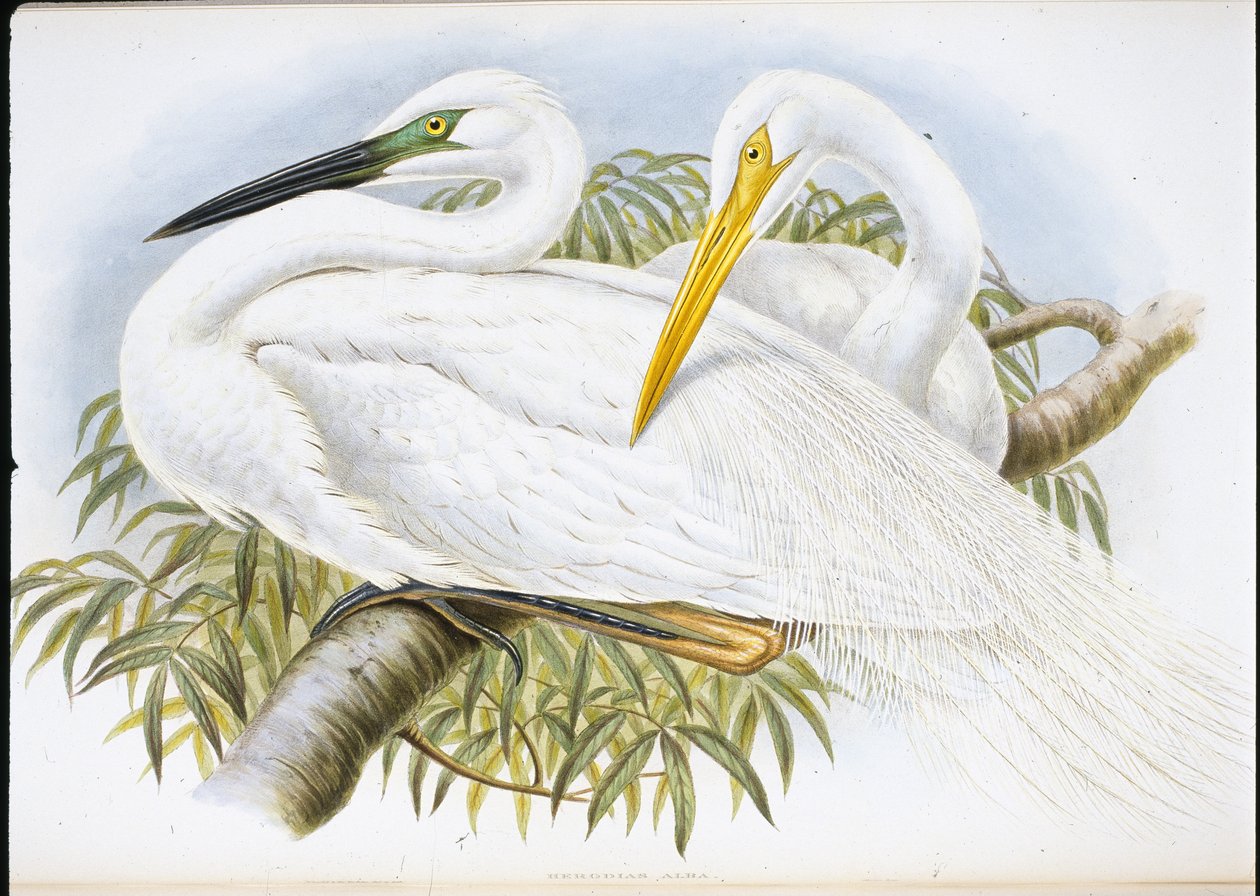 Stor hvid hejre (Herodias Alba) (håndfarvet litho) af John (after) Gould