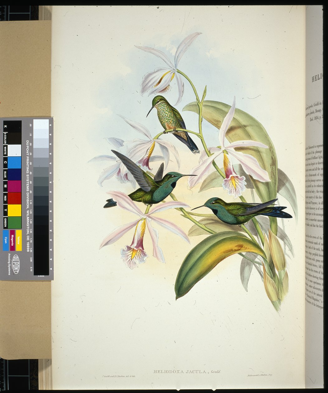 Grønkronet Brilliant (heliodoxa jacula) (håndfarvet litho) af John (after) Gould