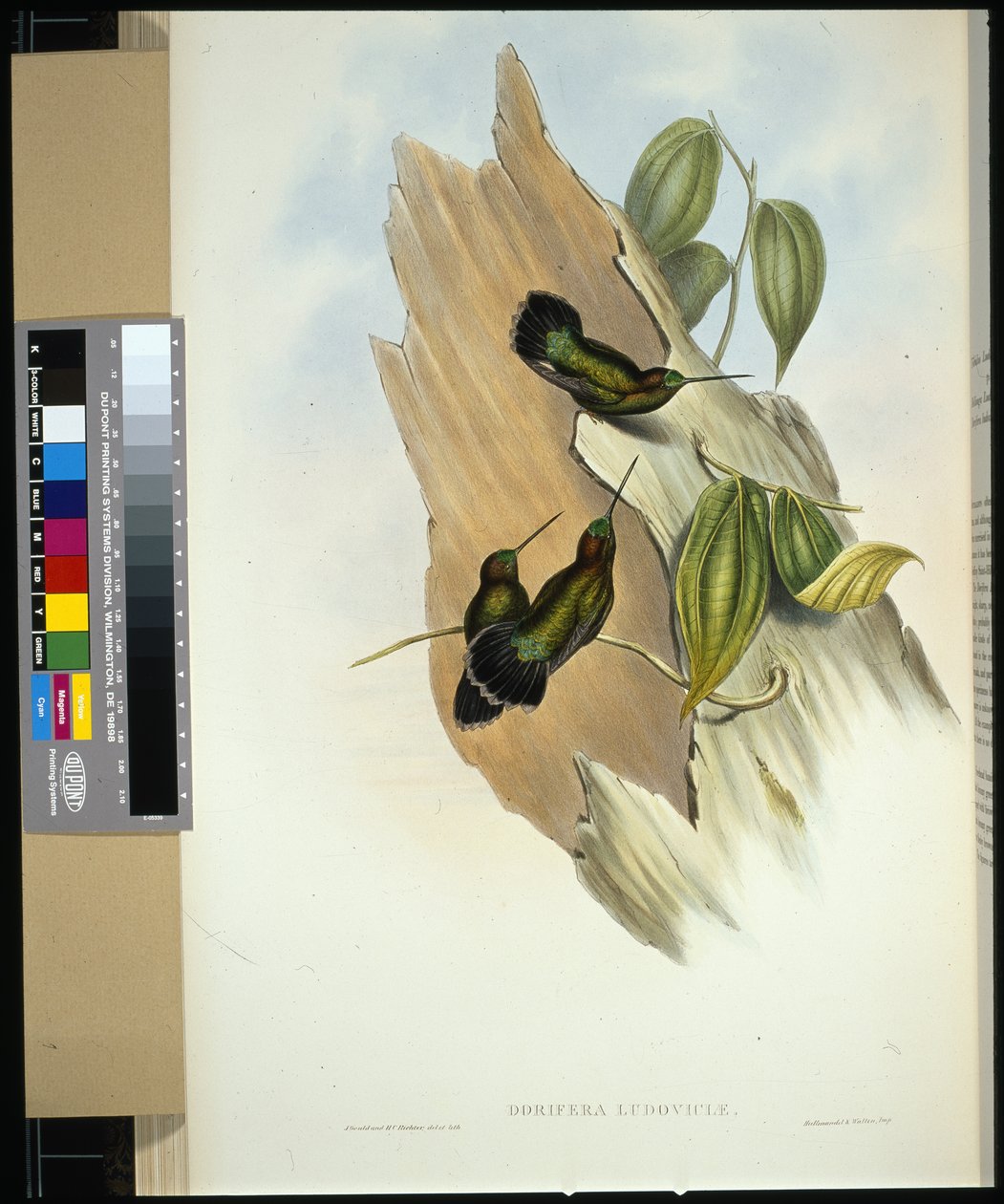 Grønnæb med næb (dorifera ludoviciae) (håndfarvet litho) af John (after) Gould