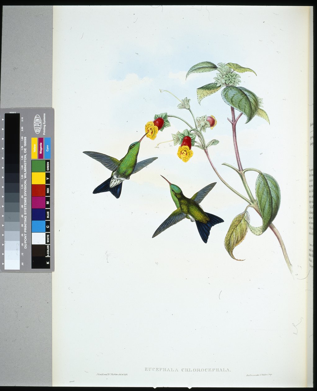 Grønhovedet safir (eucephala chlorocephela) (håndfarvet litho) af John (after) Gould