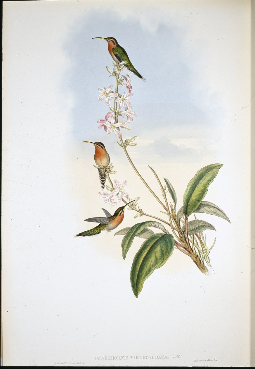 Grønhalet eremit (Phaethornis Viridicaudata) (håndfarvet litho) af John (after) Gould