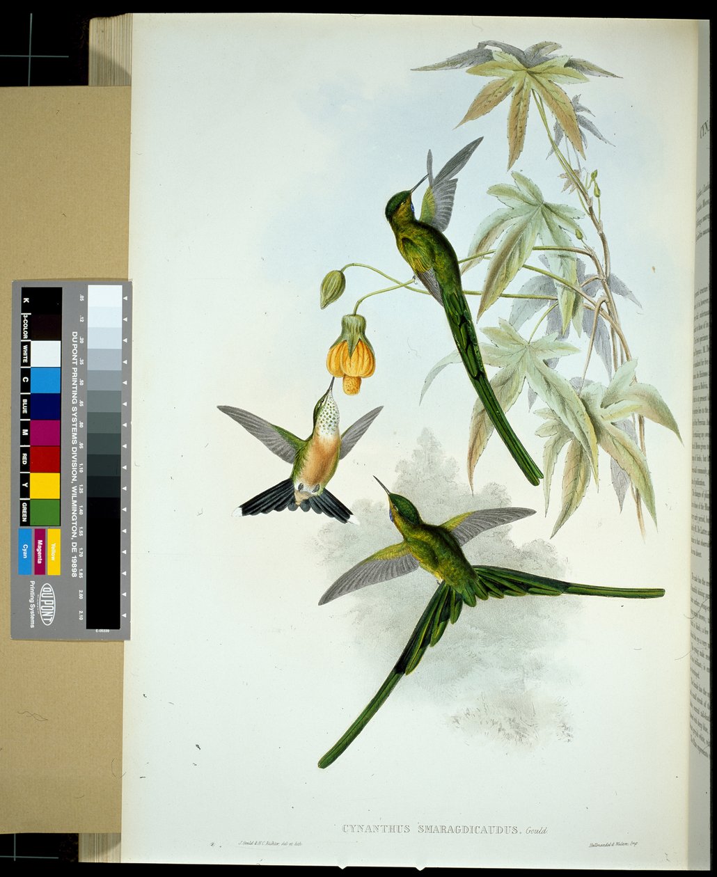Grønhalet sylf (cynanthus smaragdicaudus) (håndfarvet litho) af John (after) Gould