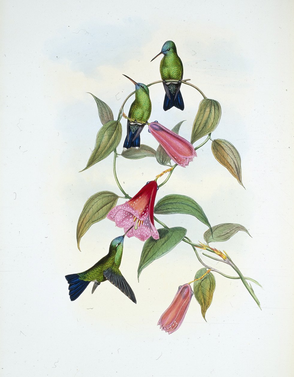 Grøn og blå safir (eucephala smaragdocaerulea) (håndfarvet litho) af John (after) Gould