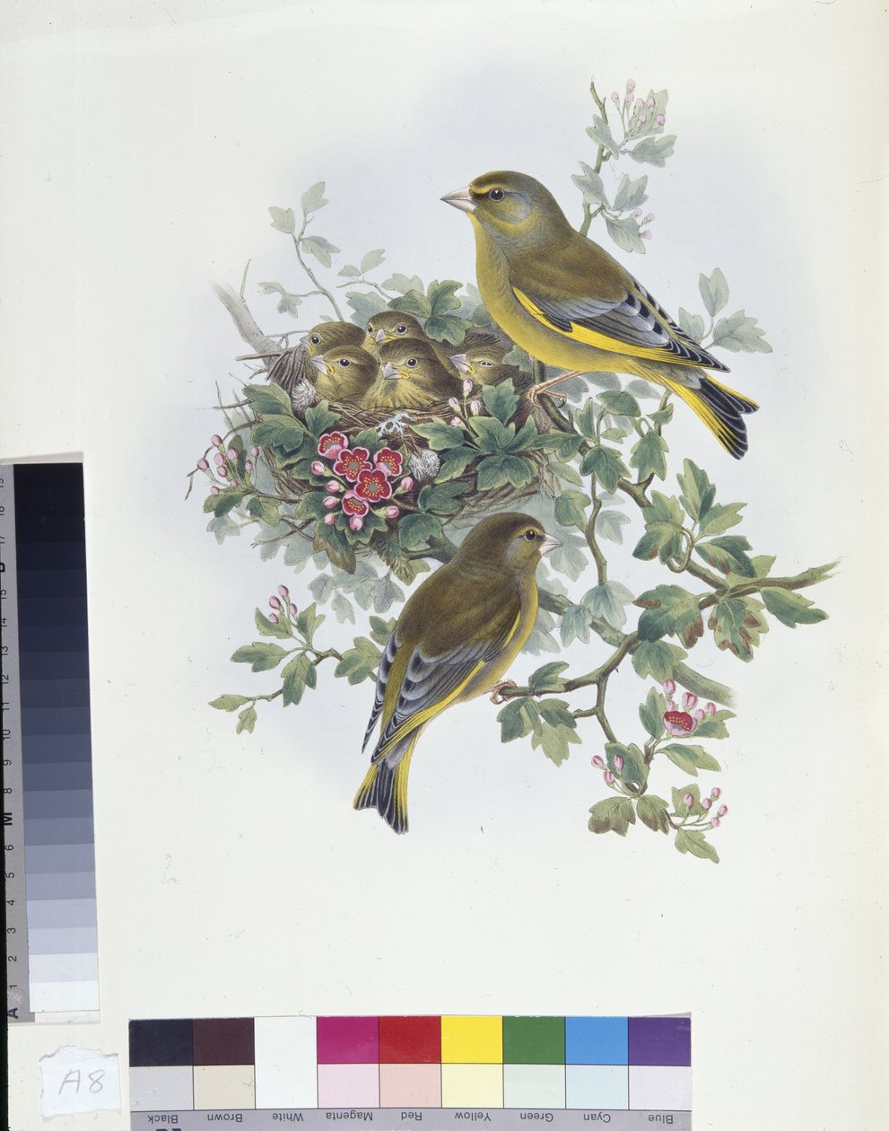 Grønfink (Ligurinus chloris) (håndfarvet litho) af John (after) Gould