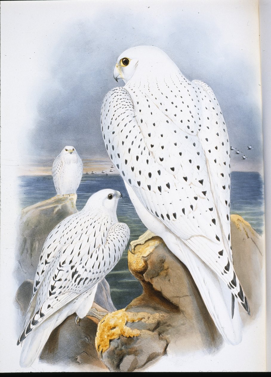 Grønlandsfalk (Falco Candicans) (håndfarvet litho) af John (after) Gould
