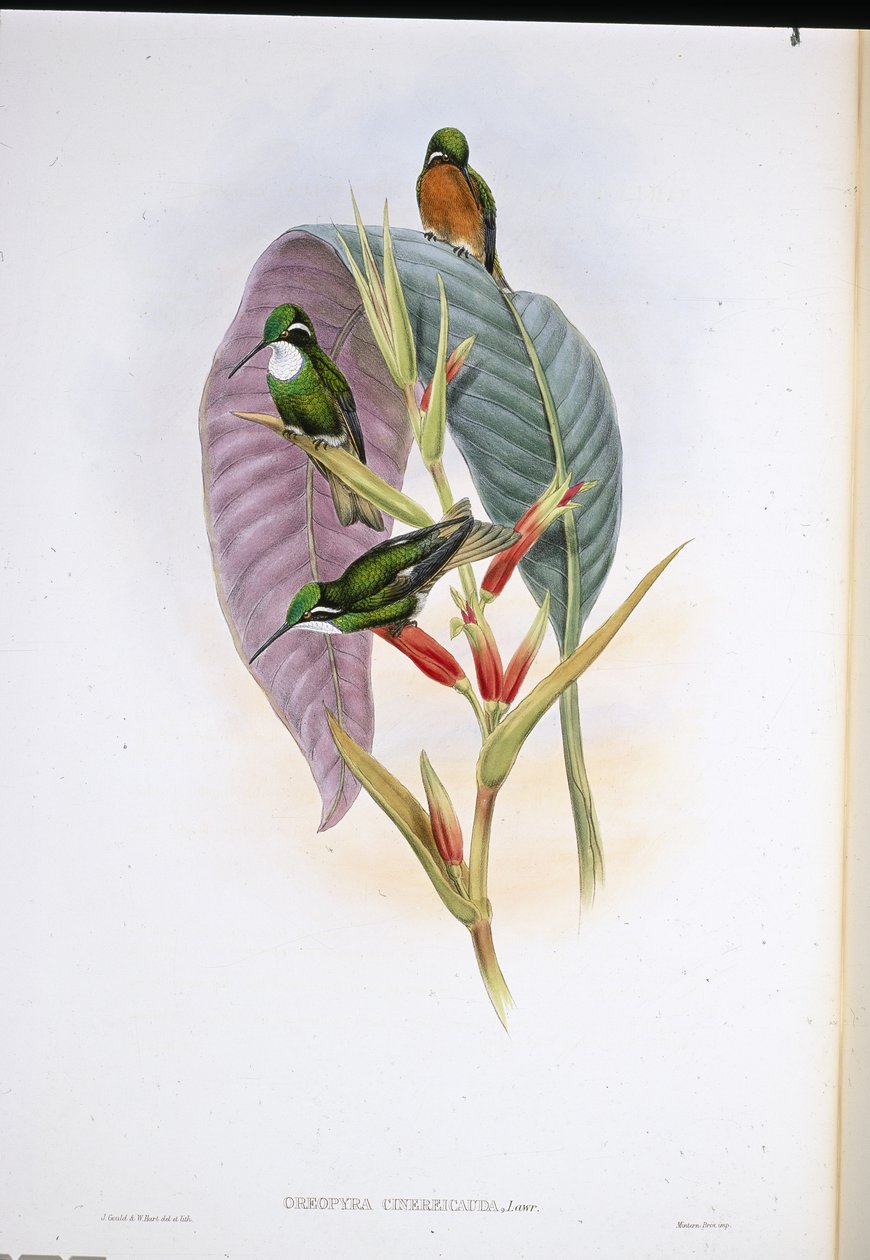 Gråhalekolibri (Oreopyra Cinerea Cauda) (håndfarvet litho) af John (after) Gould