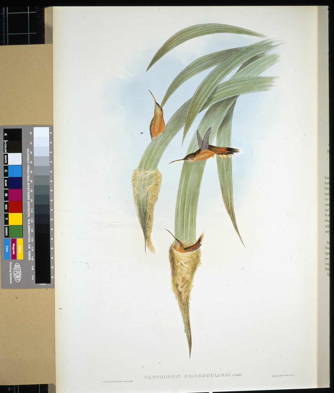 Gråhalset eremit (phaethornis griseogularis) (håndfarvet litho) af John (after) Gould