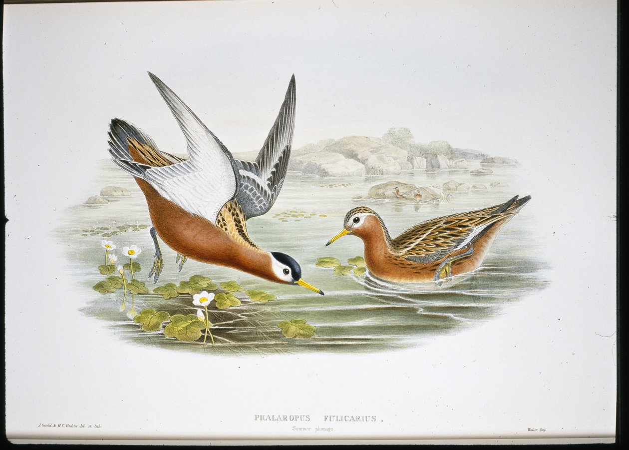 Gråhøne (Phalaropus Fulicarius) (håndkoloreret litografi) af John (after) Gould