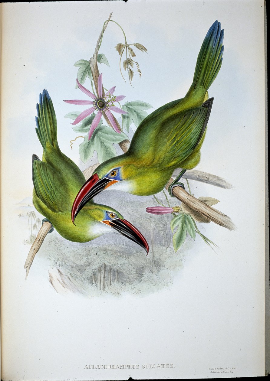 Groove-Bill Toucan (Aulacorhamphus Sulcatus) (håndfarvet litho) af John (after) Gould