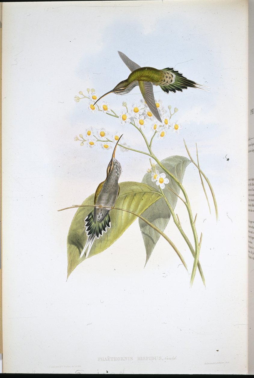 Håret eremit (Phaethornis Hispidus) (håndfarvet litho) af John (after) Gould