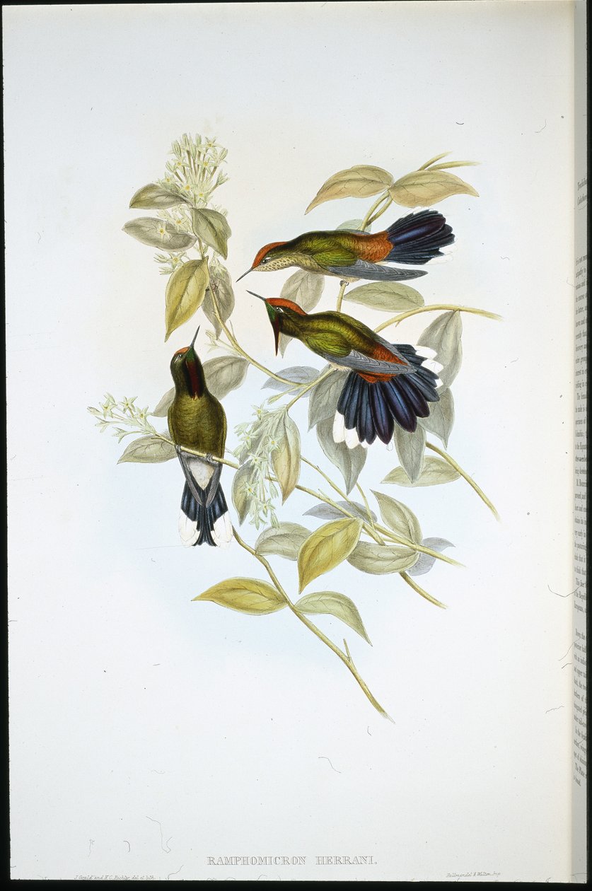 Herrans tornenæb (Ramphomicron Herrani) (håndfarvet litho) af John (after) Gould