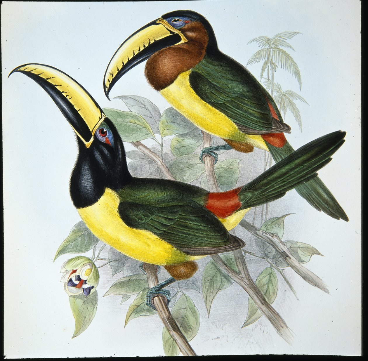 Humboldts Aracari (Pteroglossus Humboldti) (håndfarvet litho) af John (after) Gould