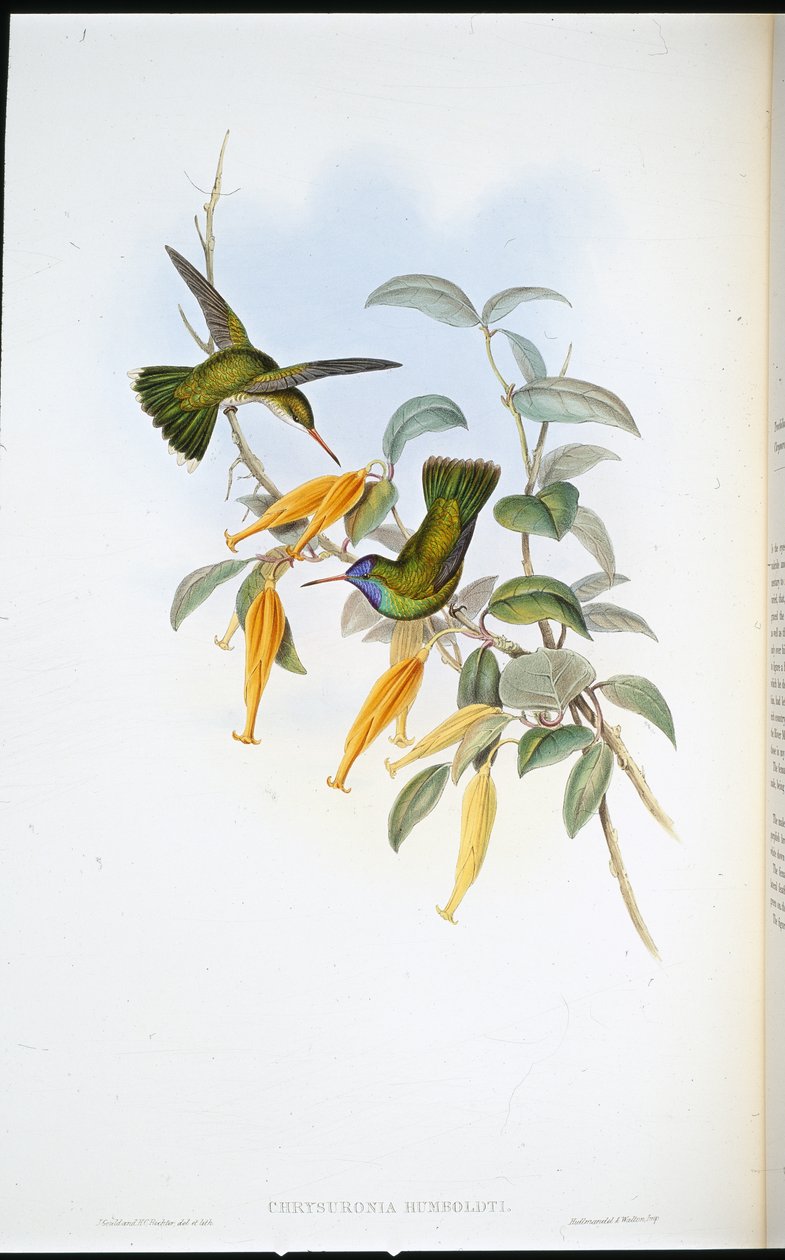 Humboldts kolibri (Chrysuronia Humboldti) (håndfarvet litho) af John (after) Gould